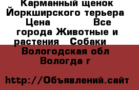 Карманный щенок Йоркширского терьера › Цена ­ 30 000 - Все города Животные и растения » Собаки   . Вологодская обл.,Вологда г.